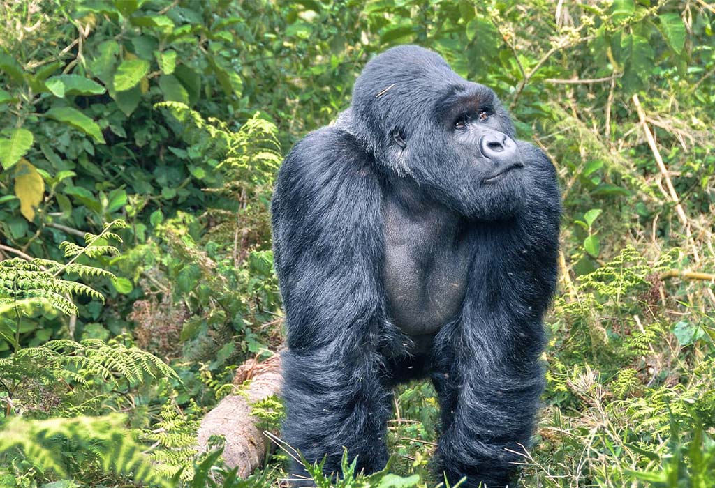 What Can I Expect from a Safari in Rwanda?