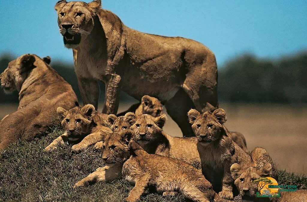 Best Destinations for Safaris in Africa