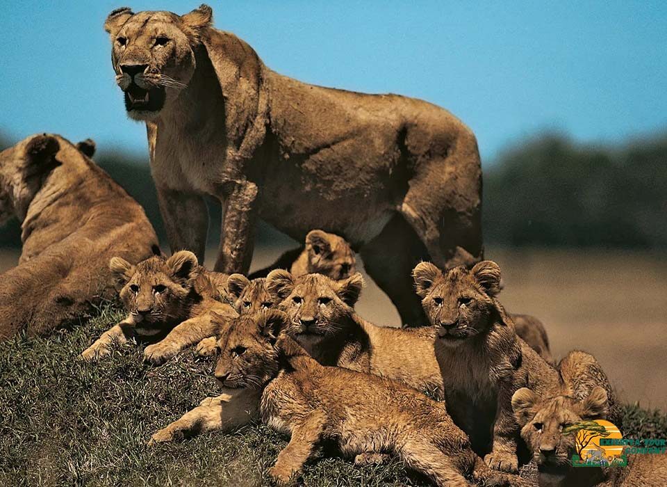 Best Destinations for Safaris in Africa