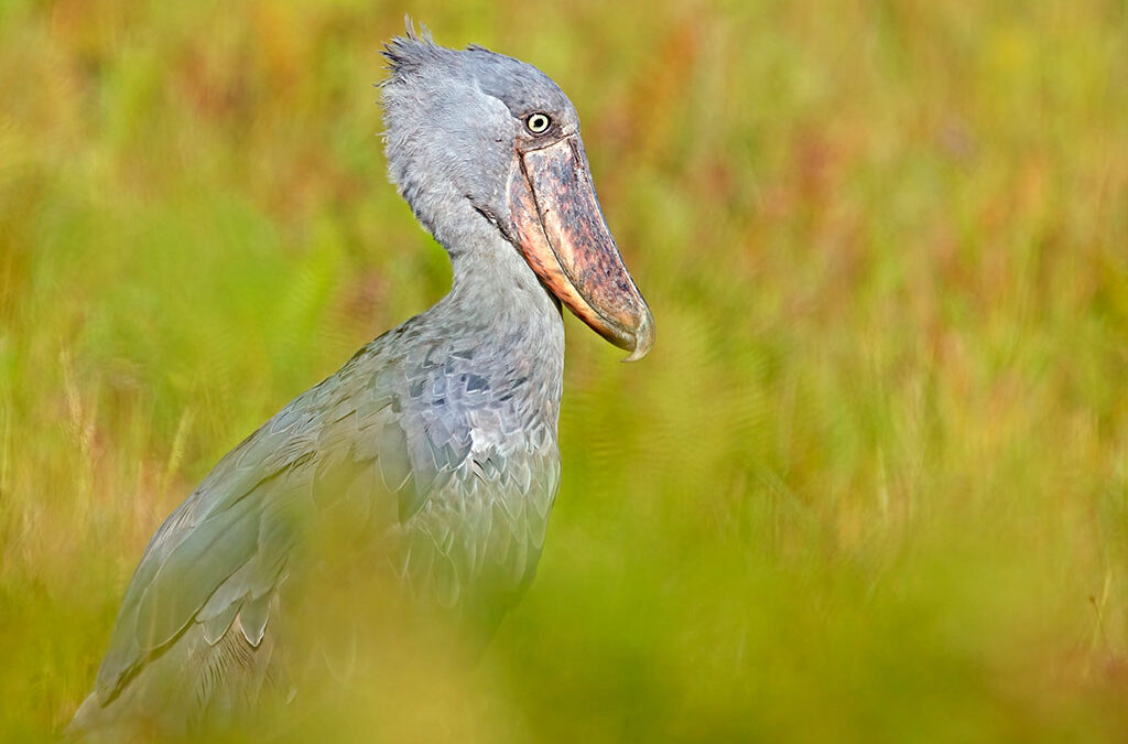 Mabamba Shoebill tour