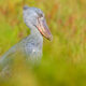 Mabamba Shoebill tour