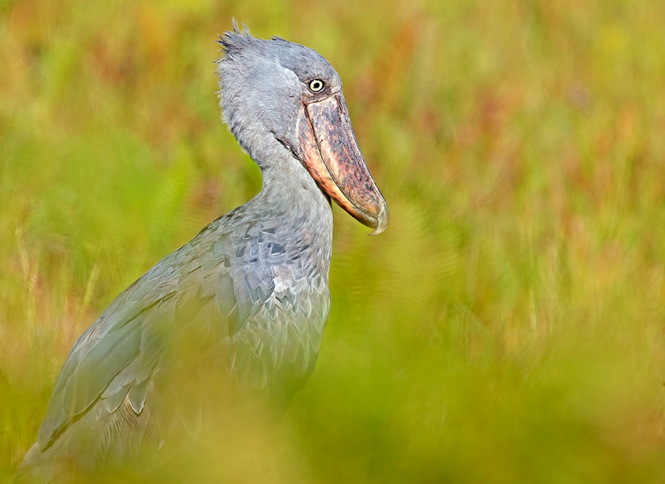 Mabamba Shoebill tour