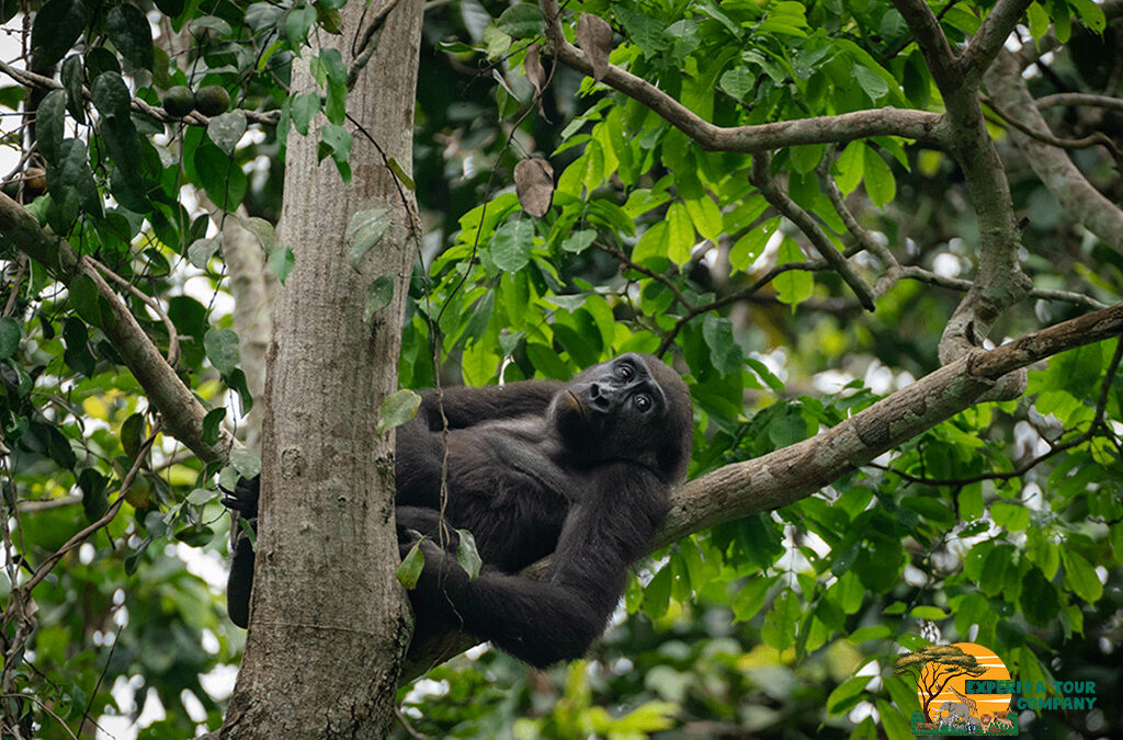 Best Tailor-Made Uganda Safaris for 2026