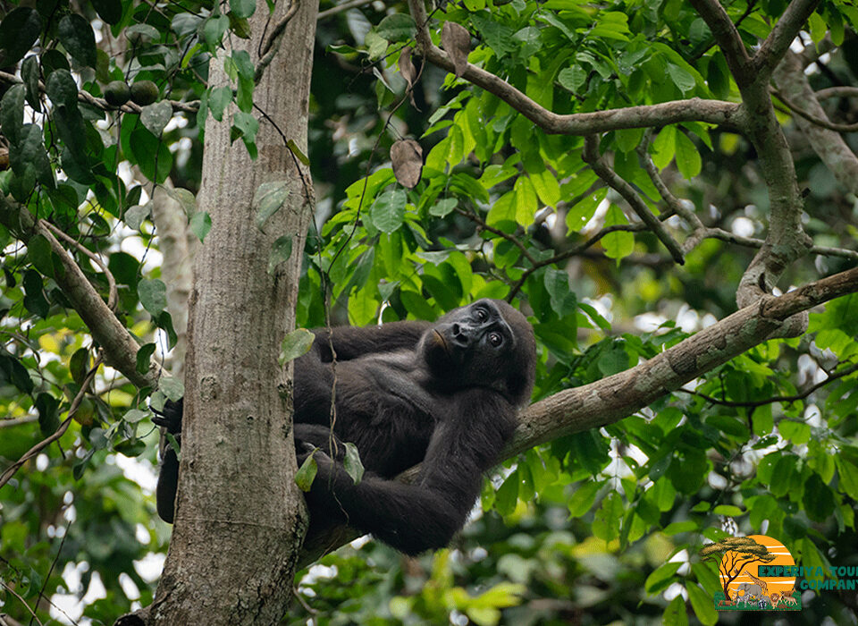 Best Tailor-Made Uganda Safaris for 2026