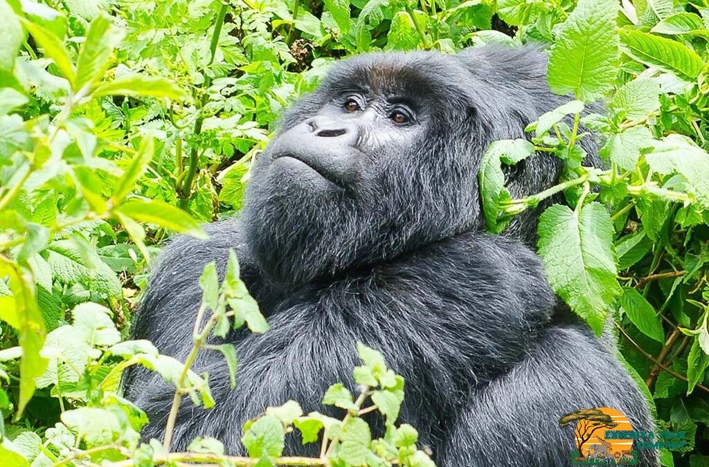 The Nyakagezi Gorilla Family