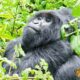 The Nyakagezi Gorilla Family