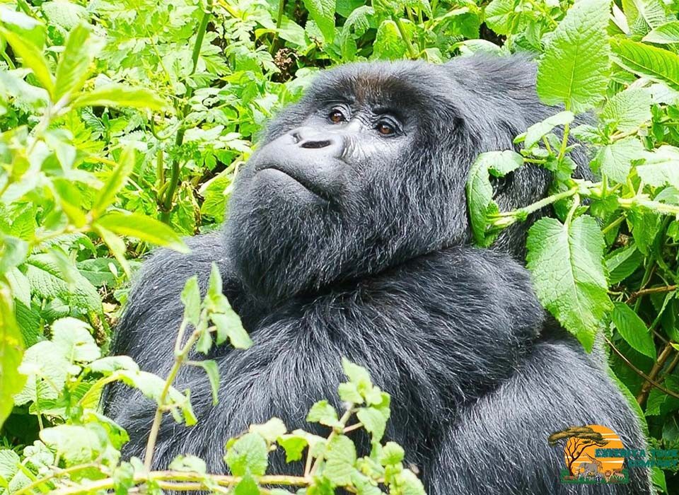 The Nyakagezi Gorilla Family