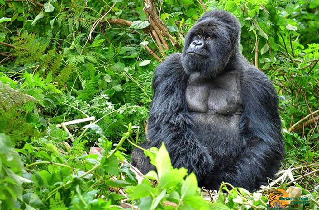 Top Things to Do During Your Safari in Rwanda