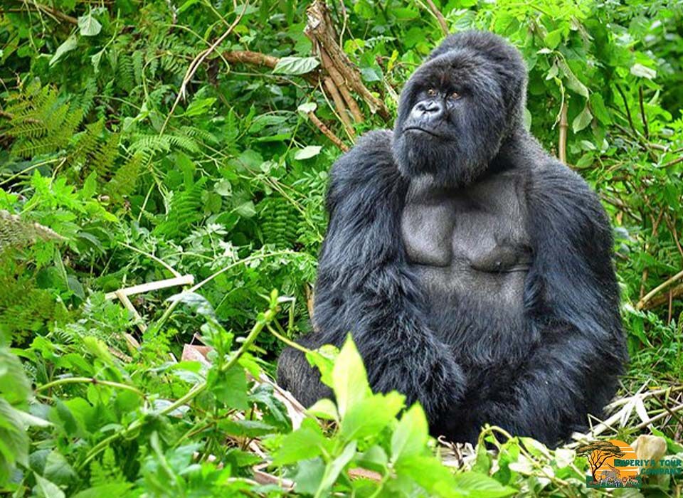 Top Things to Do During Your Safari in Rwanda