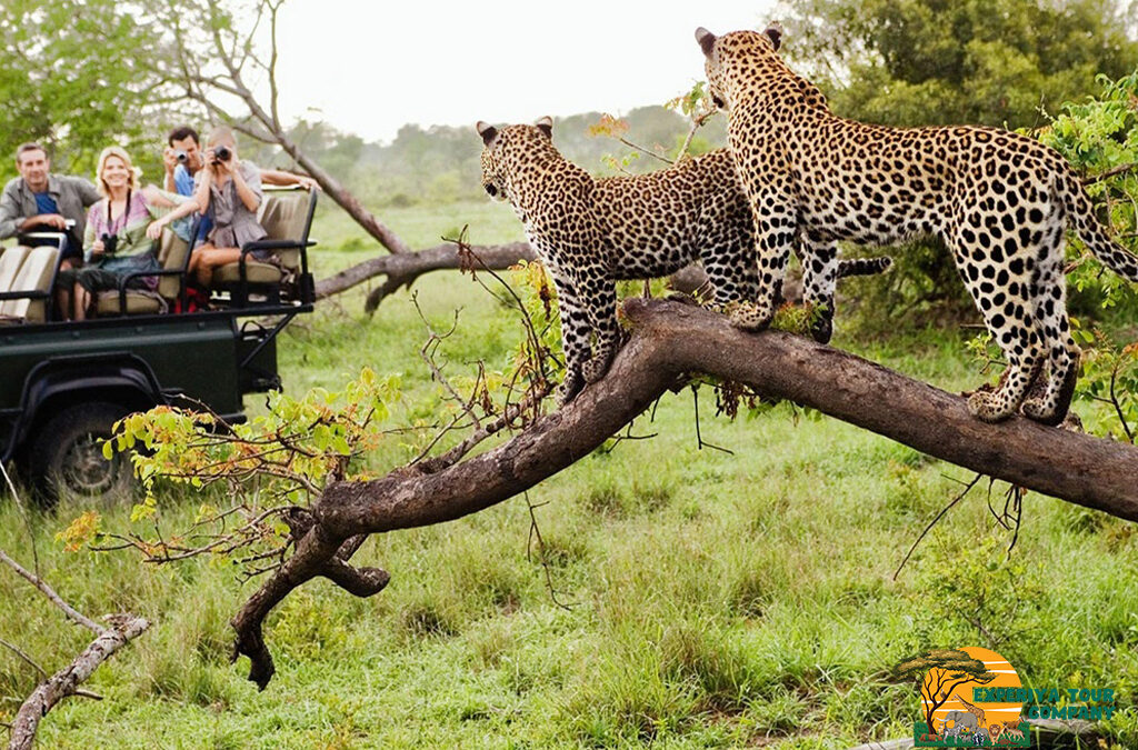 What You Should Know Before Going on a Game Drive
