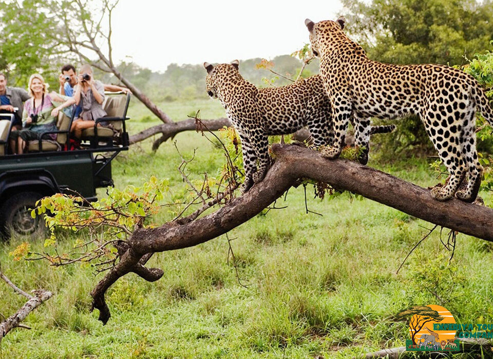 What You Should Know Before Going on a Game Drive