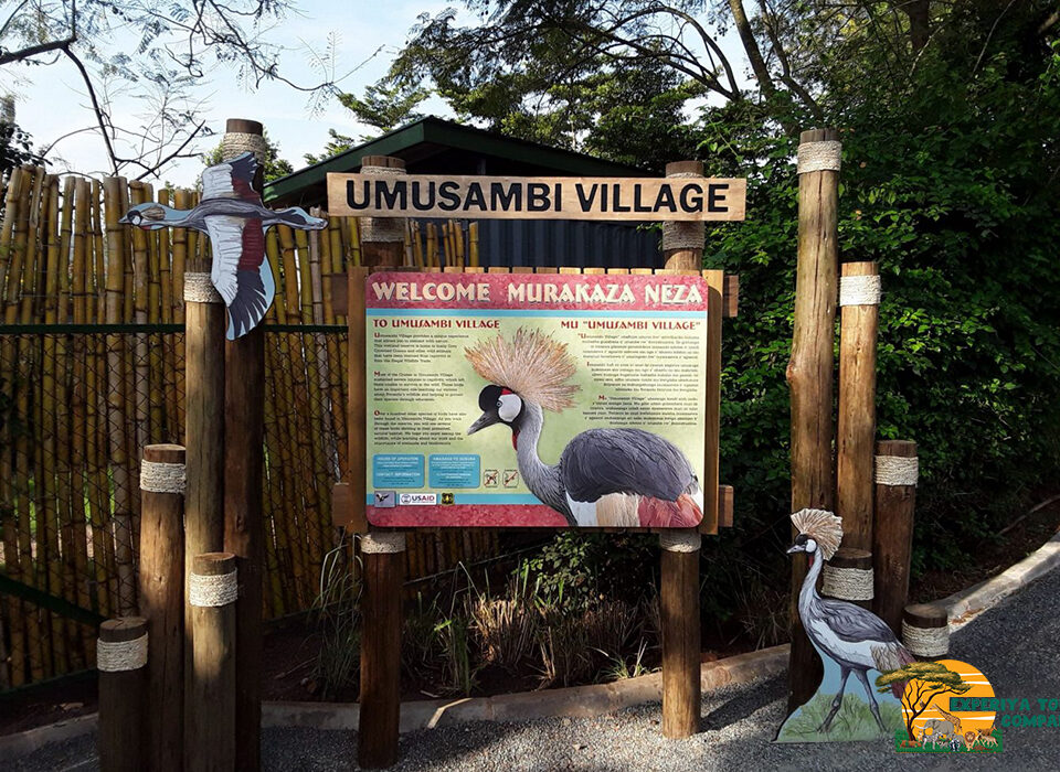 All You Need to Know About Umusambi Conservancy Village