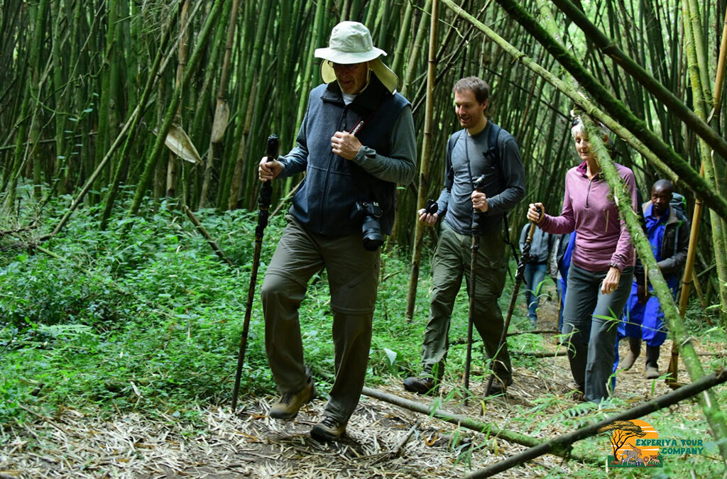 Volcano Hiking and Nature Walks in Mgahinga Gorilla National Park