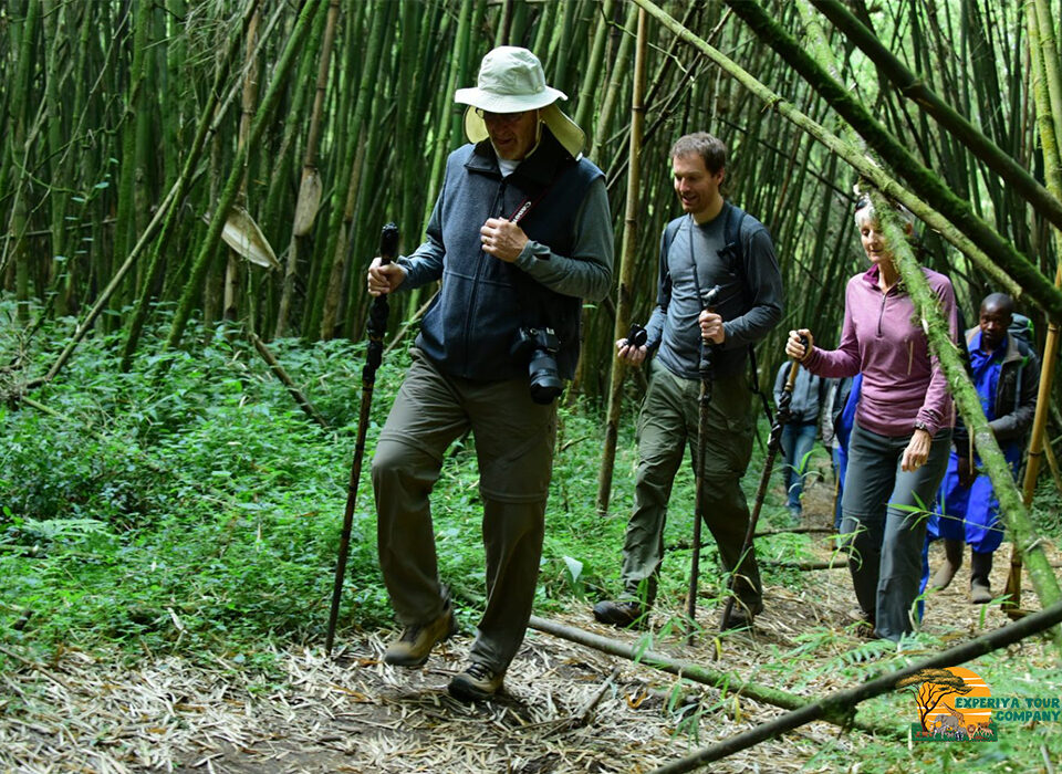 Volcano Hiking and Nature Walks in Mgahinga Gorilla National Park
