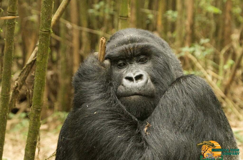 Is It Possible to Do Gorilla Trekking on a Weekend in Rwanda?