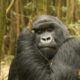 Is It Possible to Do Gorilla Trekking on a Weekend in Rwanda?
