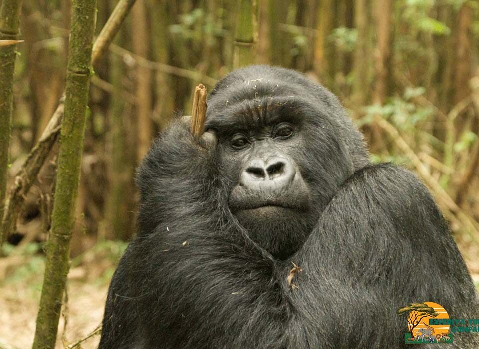 Is It Possible to Do Gorilla Trekking on a Weekend in Rwanda?