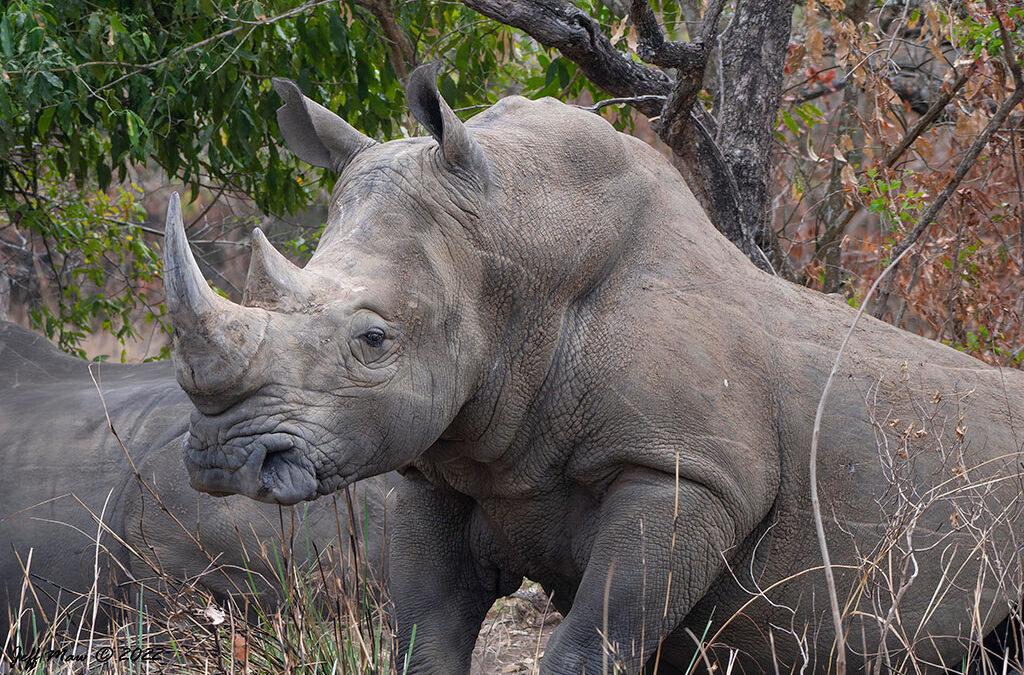 where to see rhinos in Uganda