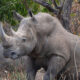 where to see rhinos in Uganda