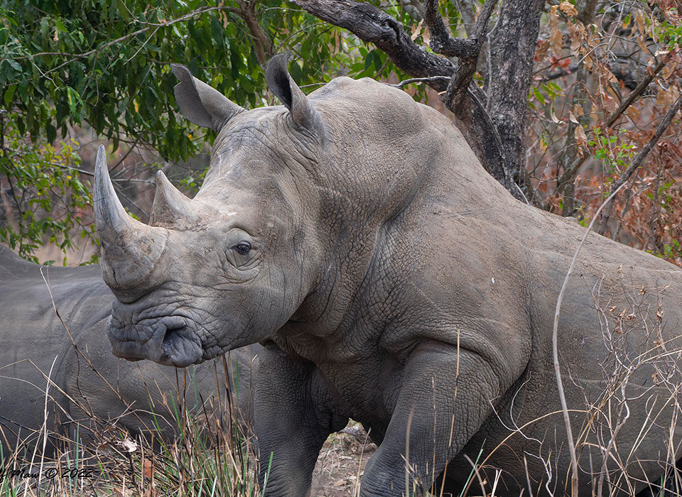 where to see rhinos in Uganda