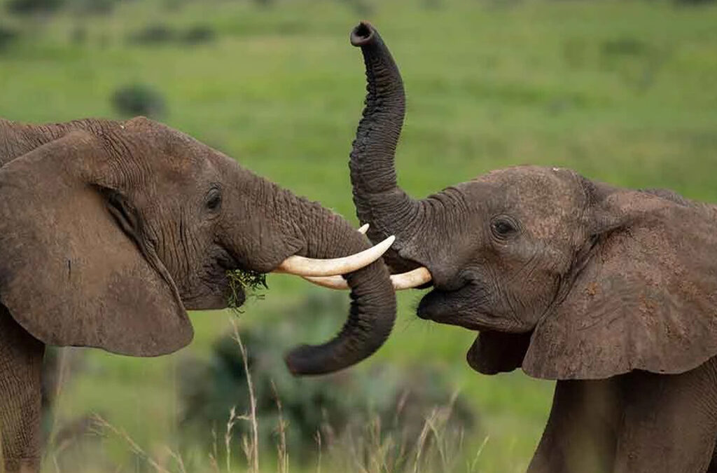 3 Days Murchison Falls National Park Safari