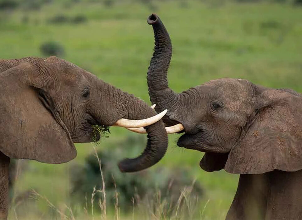 3 Days Murchison Falls National Park Safari