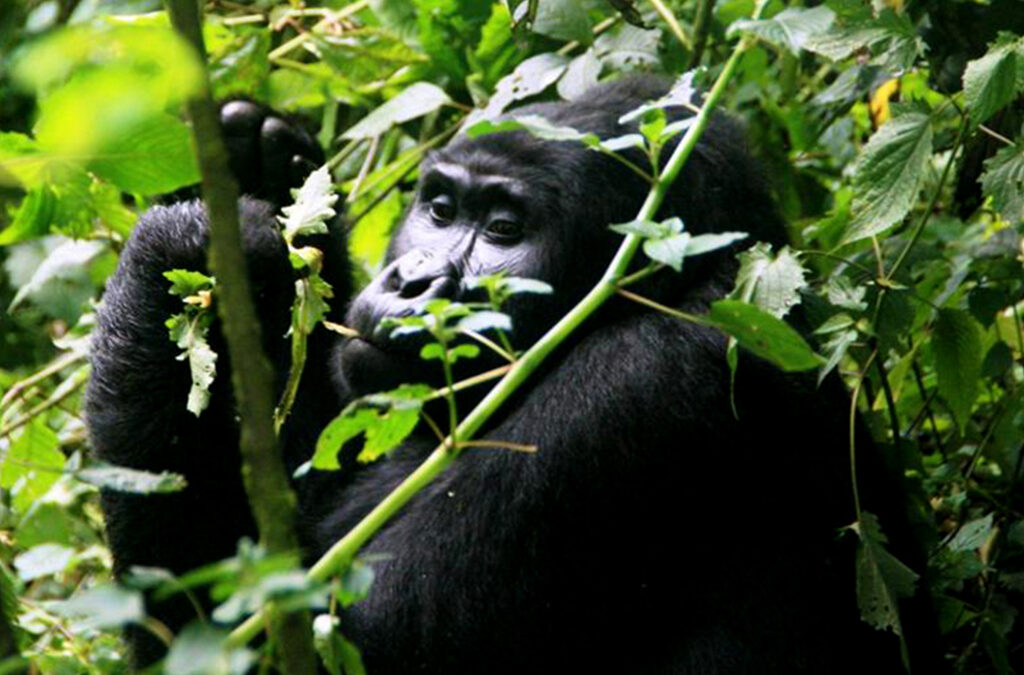 3 Days Bwindi Uganda Gorilla Trekking Safari