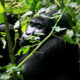 3 Days Bwindi Uganda Gorilla Trekking Safari