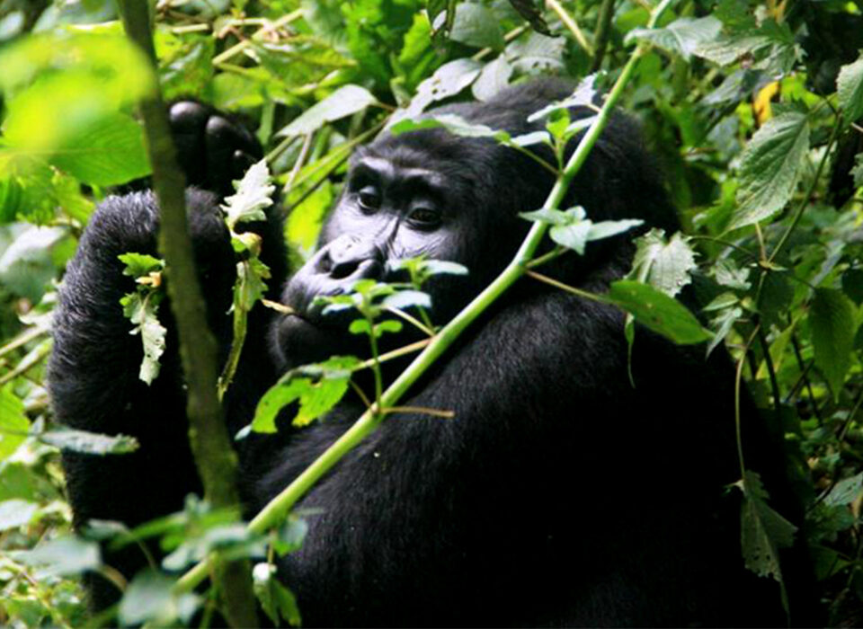 3 Days Bwindi Uganda Gorilla Trekking Safari