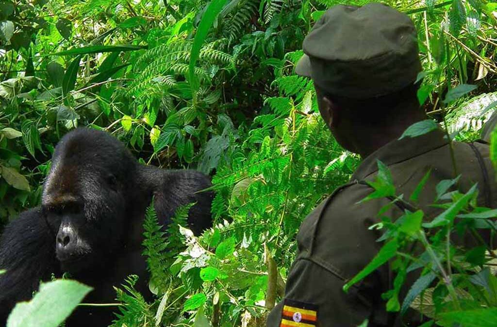 7-Day Chimpanzee and Gorilla Trekking Safari