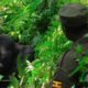 7-Day Chimpanzee and Gorilla Trekking Safari