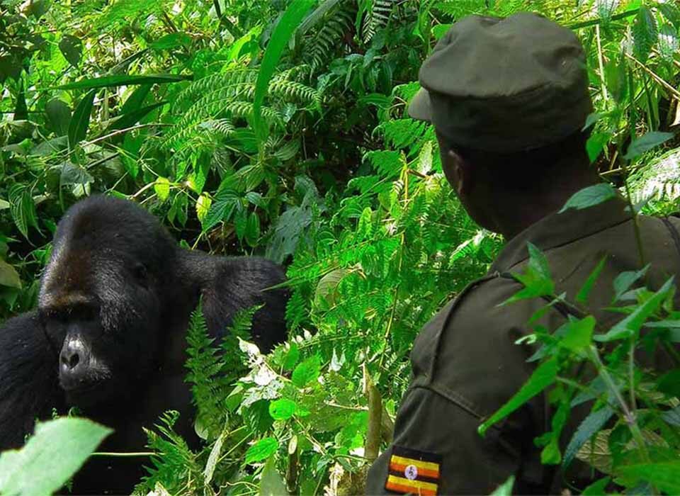 7-Day Chimpanzee and Gorilla Trekking Safari