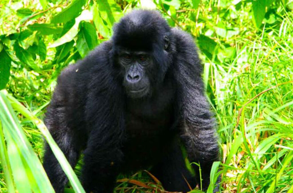 7 Days Best Rwanda Safari Gorilla Trekking, Wildlife Tour & Chimpanzee Tracking