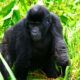 7 Days Best Rwanda Safari Gorilla Trekking, Wildlife Tour & Chimpanzee Tracking