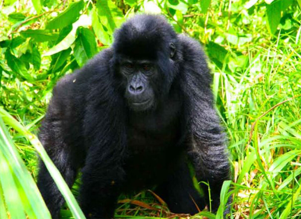 7 Days Best Rwanda Safari Gorilla Trekking, Wildlife Tour & Chimpanzee Tracking