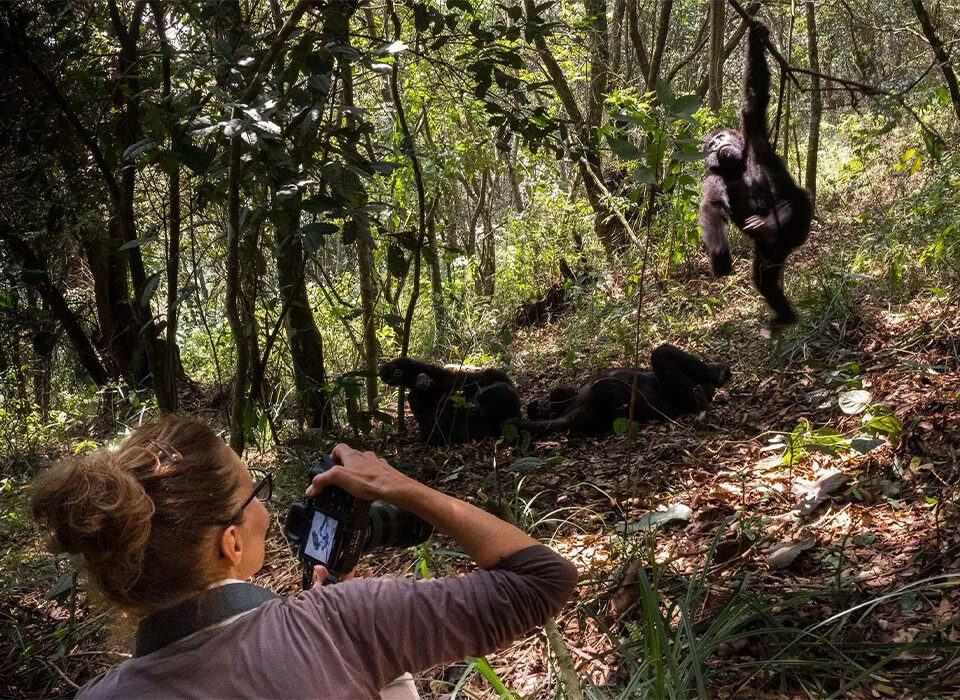 Top Activities to Do in Volcanoes National Park, Rwanda