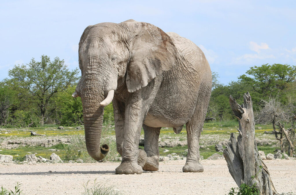 Safari Activities to Do in Amboseli National Park