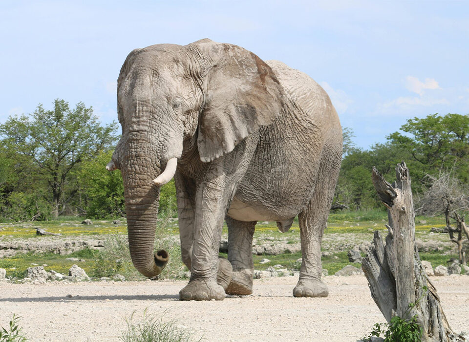 Safari Activities to Do in Amboseli National Park