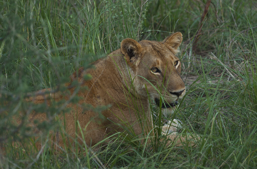 Best safari spots for lion sightings in Uganda
