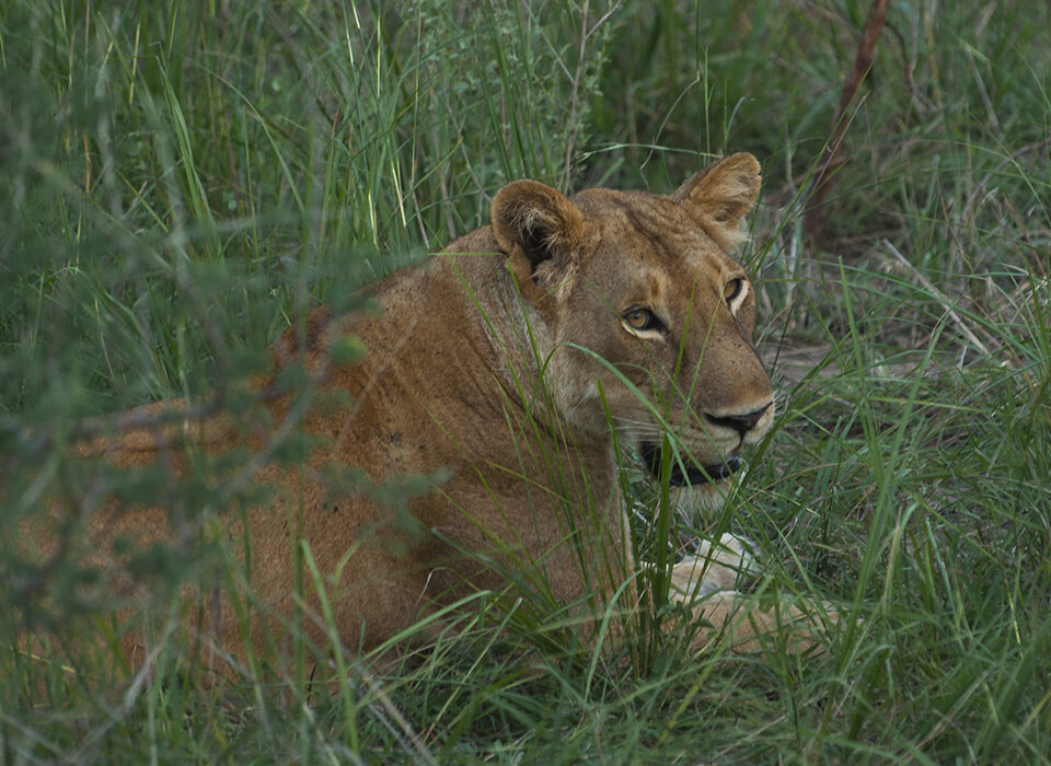 Best safari spots for lion sightings in Uganda