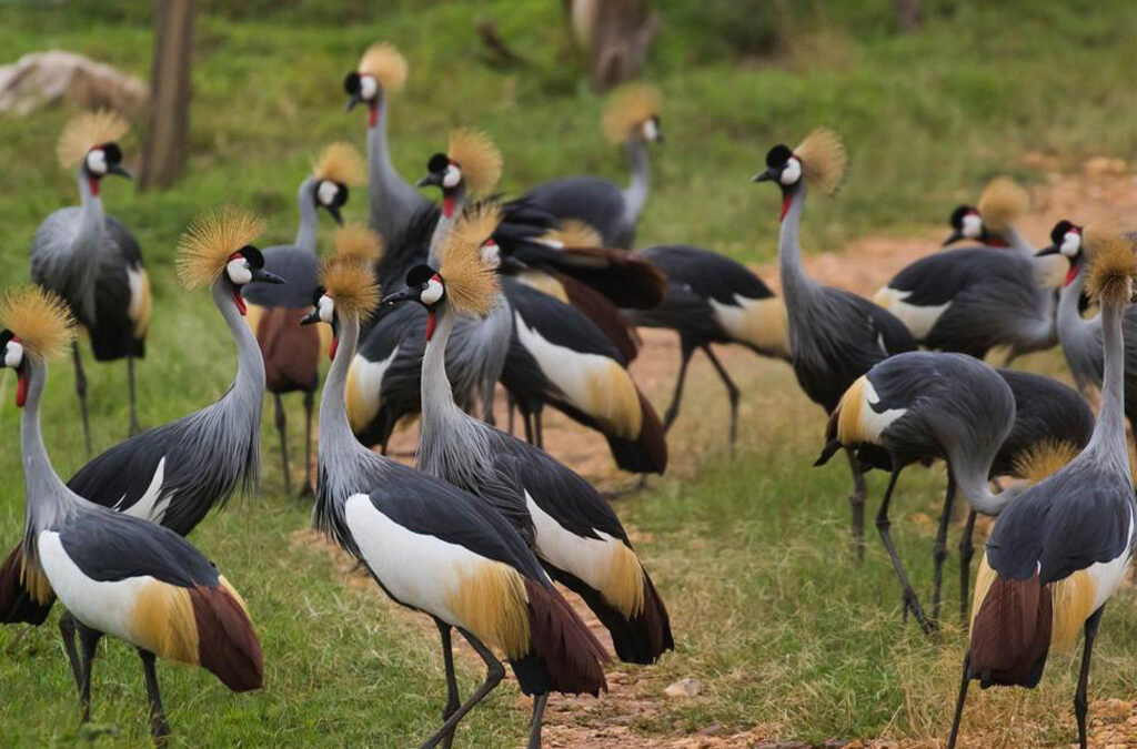 Birdwatching Experiences in Uganda & Rwanda