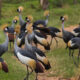 Birdwatching Experiences in Uganda & Rwanda
