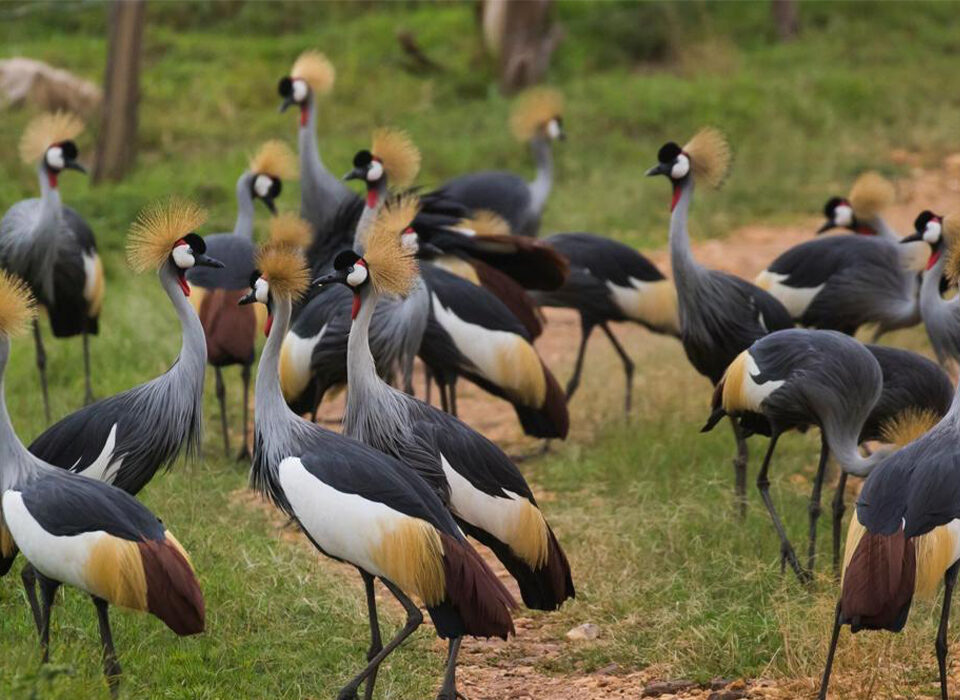 Birdwatching Experiences in Uganda & Rwanda