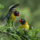 Birdwatching Experience in Tanzania