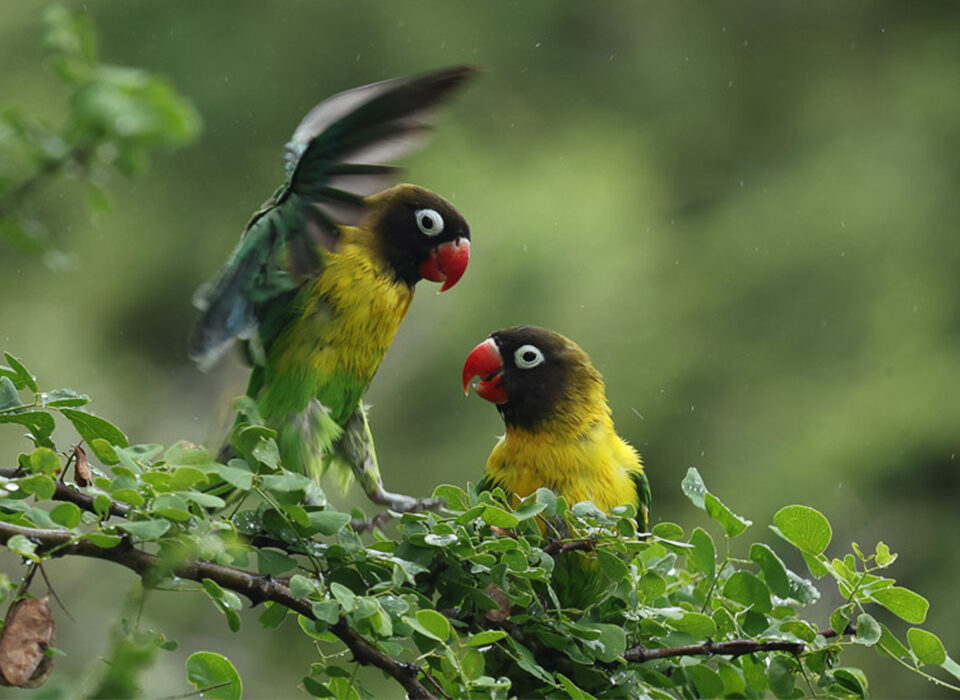 Birdwatching Experience in Tanzania
