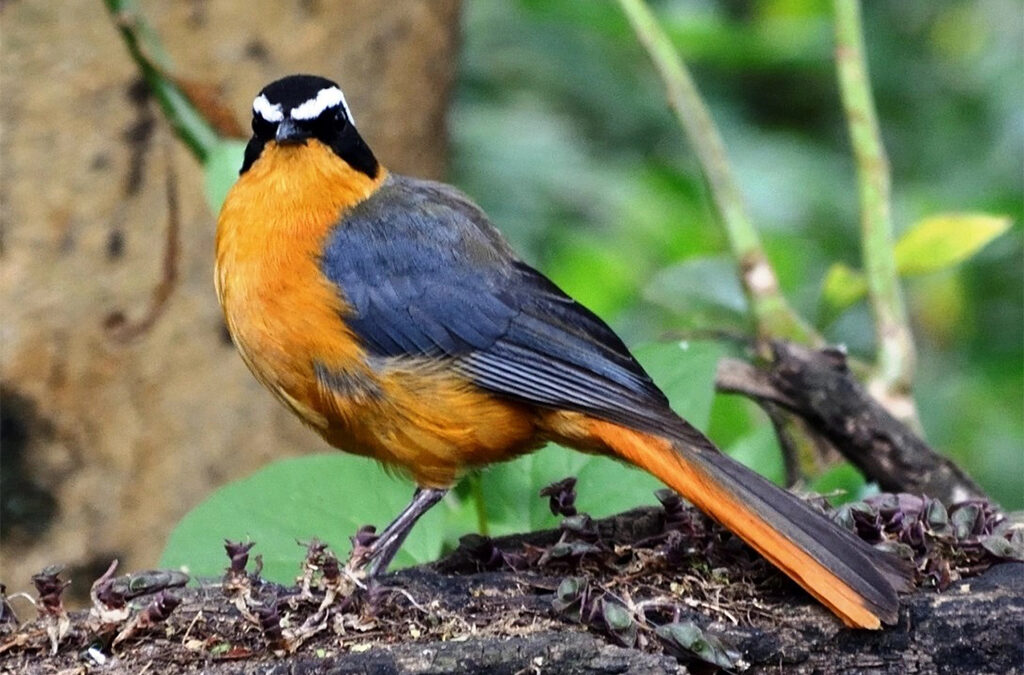 Seasonal Bird Sightings at Lake Bunyonyi, Uganda