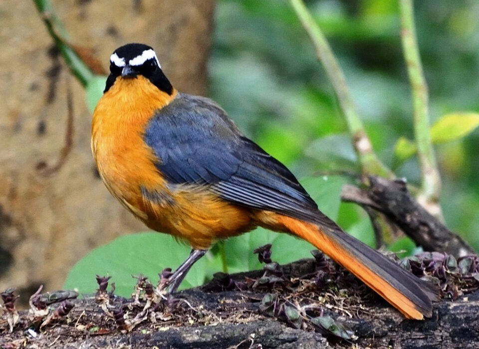 Seasonal Bird Sightings at Lake Bunyonyi, Uganda