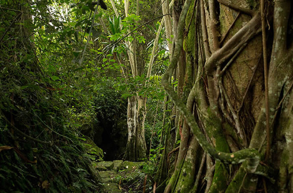 Things to Do in Buhanga Eco-Park, Rwanda