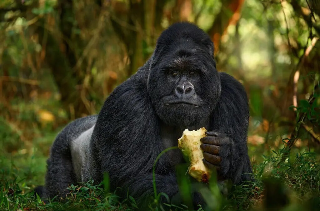 Bwindi Gorilla Trekking Experience