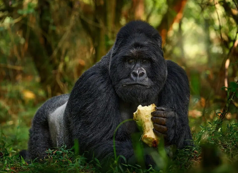 Bwindi Gorilla Trekking Experience